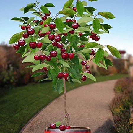 abang joe d pohon cherry