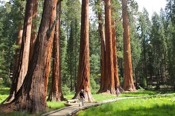 big tree forest corner