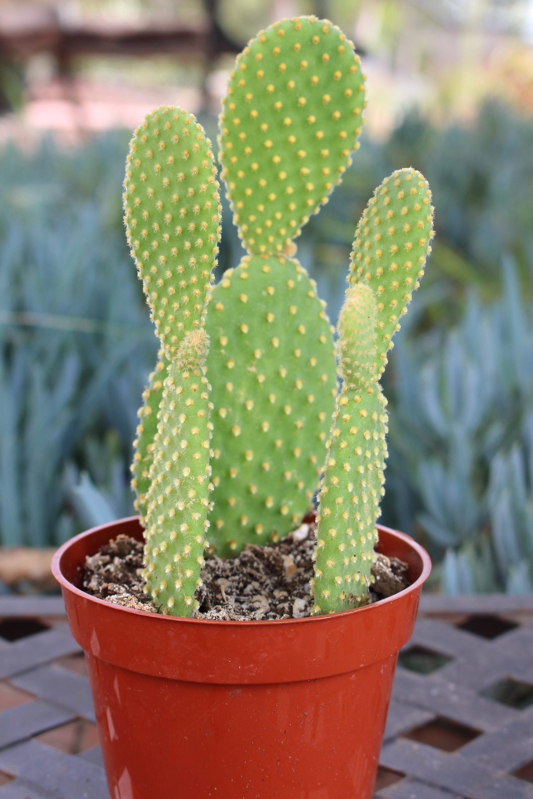 Cactus 1 cactus scaled